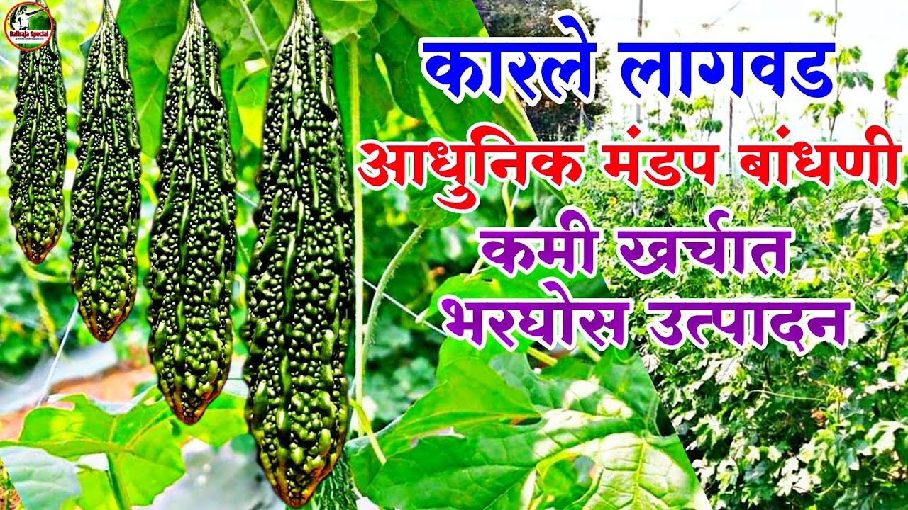 √कमी खर्चात कारले पिकाचे भरघोस उत्पादन. आधुनिक मंडप बांधणी. success bitter gourd farming.