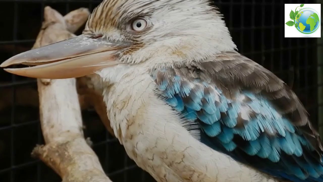 Kingfishers (Alcedinidae)