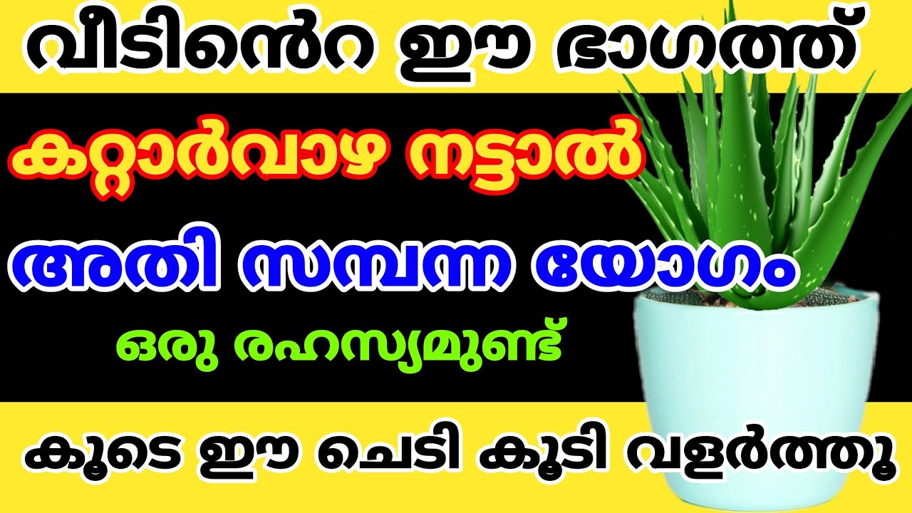 കറ്റാർവാഴ ഇങ്ങനെ ചെയ്താൽ പെട്ടെന്ന് ദുരിതങ്ങൾ തീരും കടങ്ങൾ ഒഴിയും സമ്പൽ സമൃദ്ധി|Aloe vera|Katarvazha