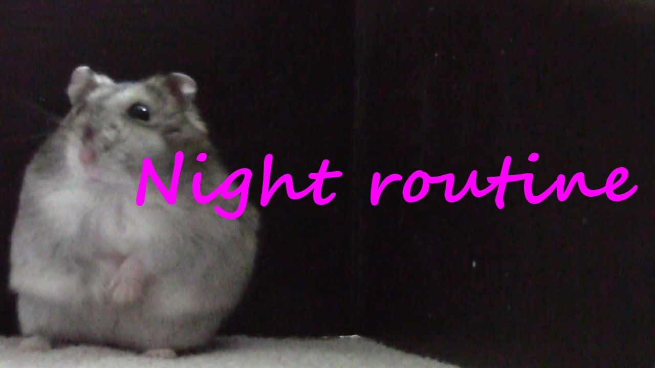 Hamster night routine/Křeččí večerní rutina YouTube