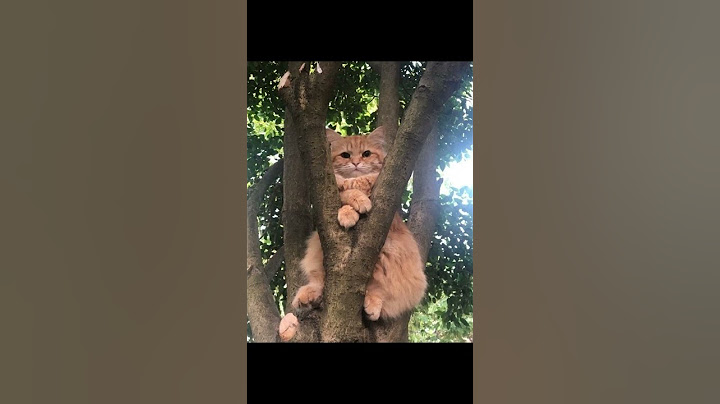 А какого цвета у тебя волосы ? #reels #cat #кот #рыжийкот #реинкарнация