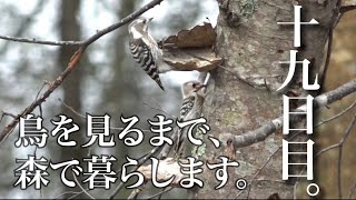水曜どうでしょうハウスで野鳥観察の刑。十九日目。蒸し野菜とアオジ？