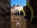 لما عجز الكلب عن إنقاذ القط جاء الحصان لا بقوته فقط بل برحمته اكسبلور لايك ترند تحفيز