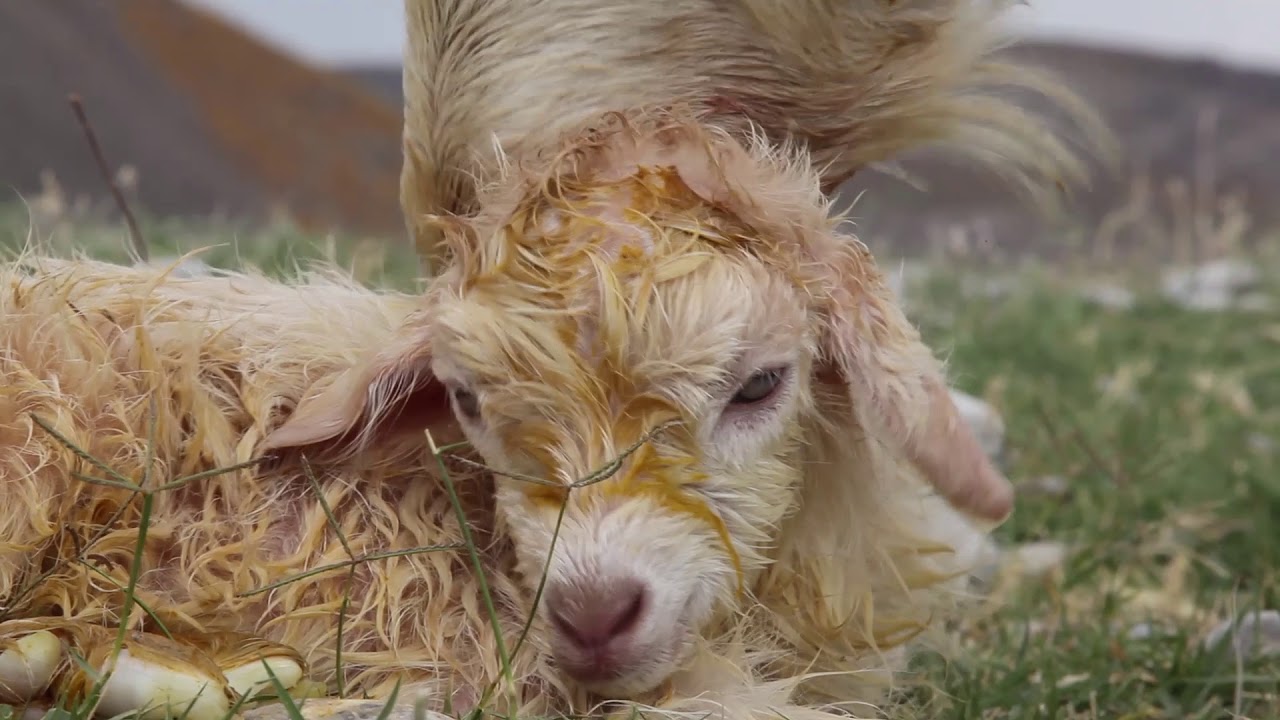 Karatau video KazMAB