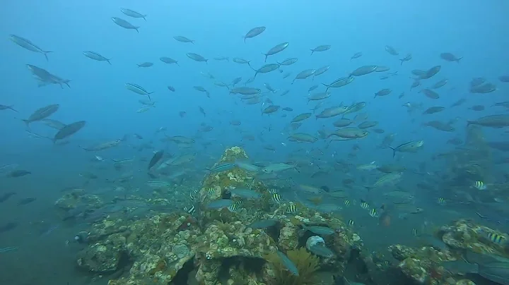 Artificial Reef RUV video