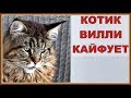 КОТИК ВИЛЛИ КАЙФУЕТ