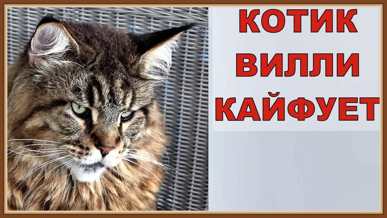Кот вилли