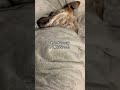 室内犬になり、お布団の素晴らしさを知った元猟犬　#shorts