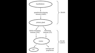 Hormonal control of female reproductive system ll Gynecology