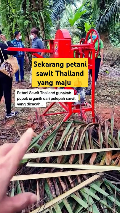 #Thailand oil palm farmers use organic fertilizer from #oilpalm fronds #thailand