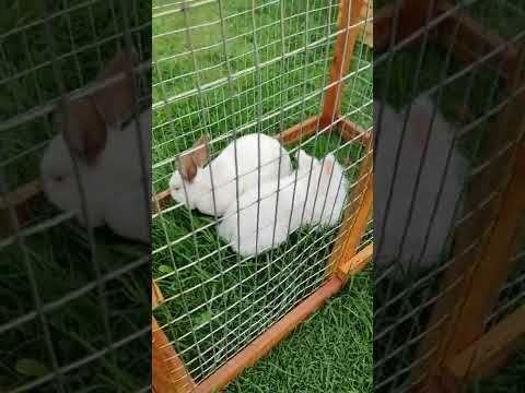 Mis conejos comen hierba mojada