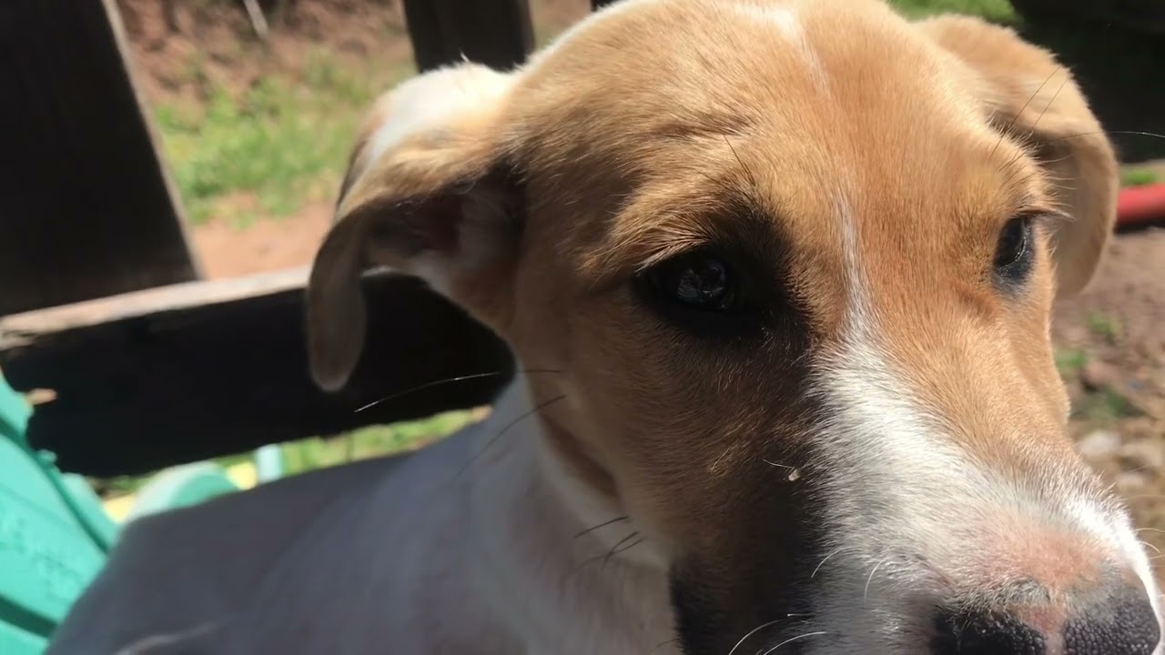 jugando con la chacarrona