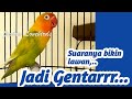 Hanya sekali putar,.. Bikin Lovebird  lawan Langsung GENTARR, Pancingan Labet Ngekek Memanggil Lawan