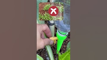 Nhà em dùng béc tưới nhỏ giọt gắn chai nước để tưới cây khá tiện lợi