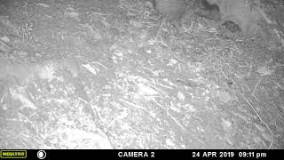 Kiwi At Soda Springs Scenic Reserve, Tutukaka Coast