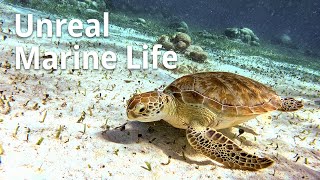 Swimming with Sea Turtles, Stingrays & Nurse Sharks! (Hol Chan Belize 4K ASMR)