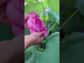 Beautiful Flower 😍😍😍 #beauty #flower #trending