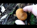 Hongos de eucaliptos Gymnopilus junionus