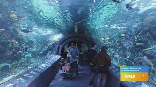 GDL: A look inside Newport Aquarium's new coral reef tunnel - YouTube