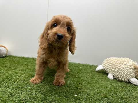 Video van Cockapoo Femelle Abricot - PUP-ID 014730900 | Dierenhof Debrabandere