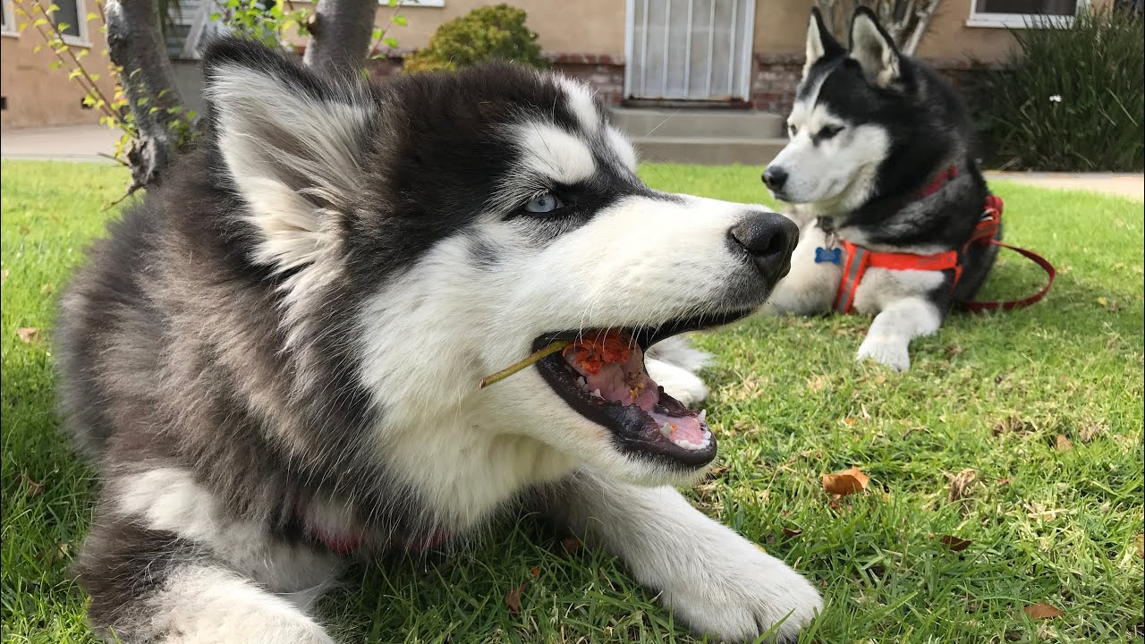 My Siberian Husky Puppy Razor Loves Rose Hips and my New UL Camping ...