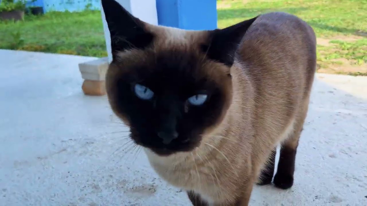 Tabby, Calico and Thai Cats Exploring the Garden
