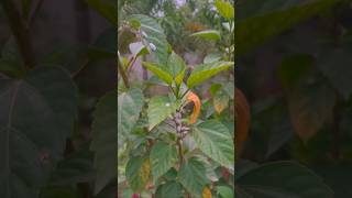 गुड़हल और मोगरा के Milibugs का Permanent Solution #PlantCare #GardeningTips #MilibugsControl
