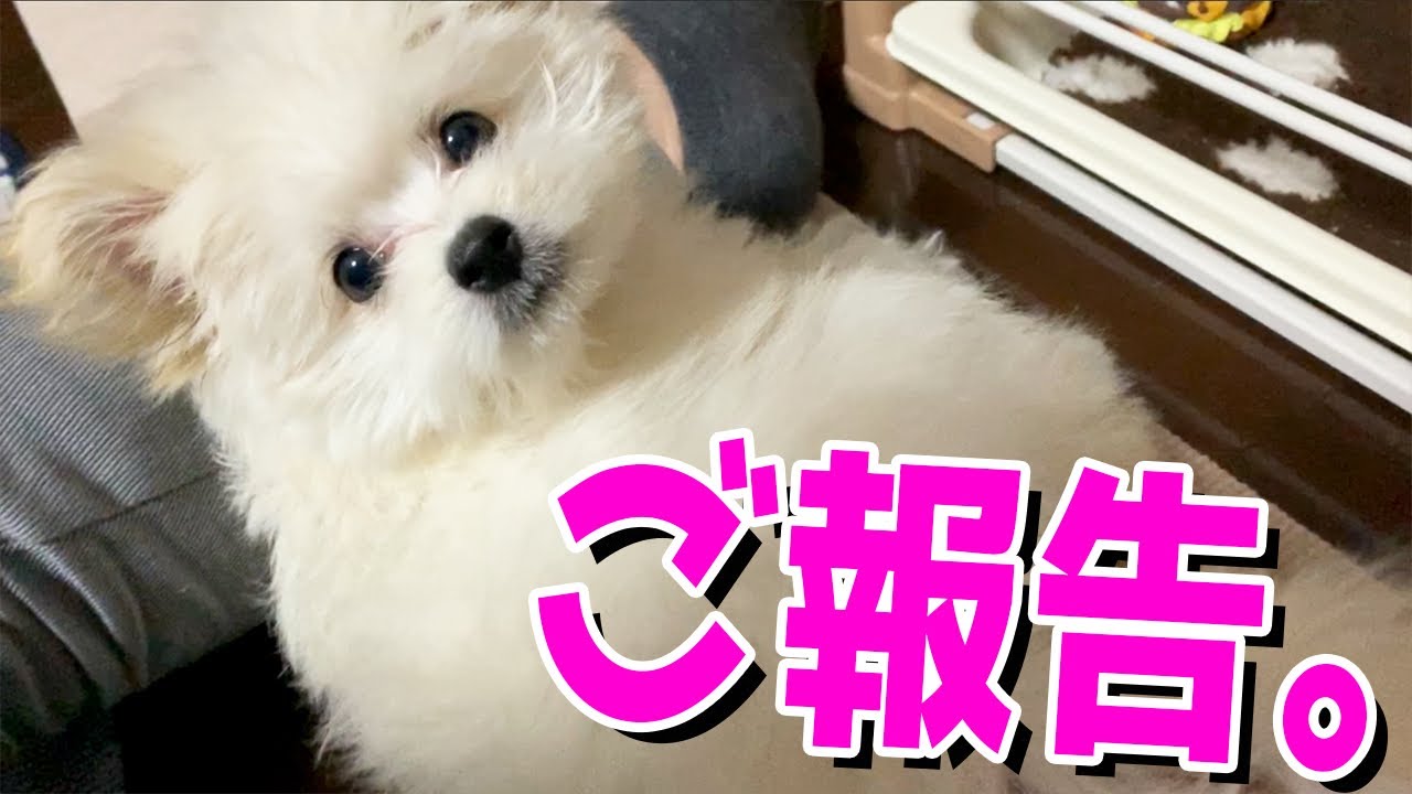 家族が増えました Youtube