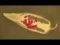  شطة 