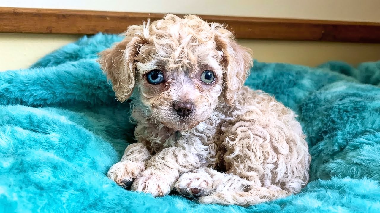 Fenka Z Útulku Porodí Podivné Štěně — Personál Ztuhne, Když Se Stane TOHLE!