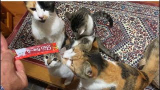 長楽寺ちゅーるタイムは４名様で満室でございます。(メンズは別室パーティータイムをご用意致しました)