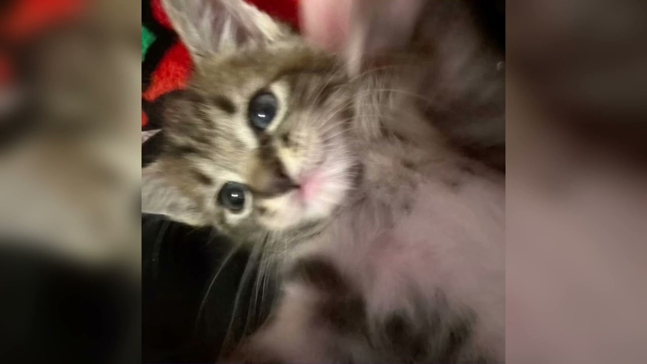 die antwoord - pitbull terrier (speed up)