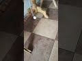 Малыш Абисинец Тимоша