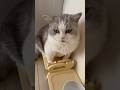 When Piko is hungry😾 #kittens #cat #cats