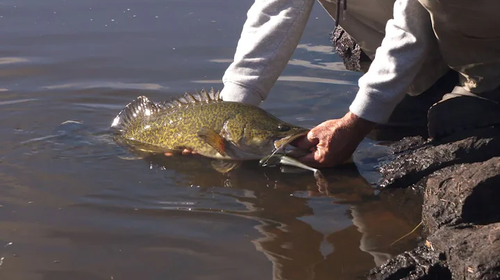 How To Catch Murray Cod On Soft Plastics | Welcome To Fishing