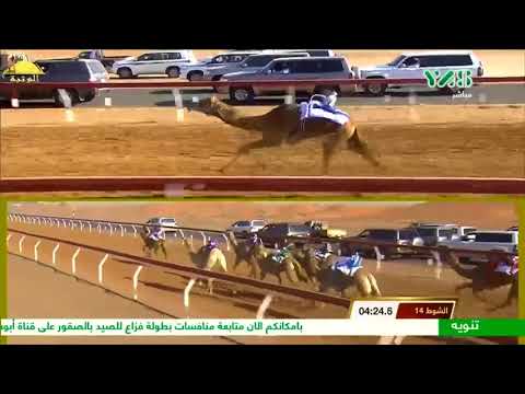 الشوط 14 الظفره ل ناصر مسلم الغفيلي مهرجان الشيخ محمد بن زايد 2017 1 7 الذيد حقايق