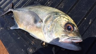 BIGEYE TREVALLY (Papio) (8LB) on GT Ice Cream Needle Nose Plug (2oz) using Van Staal VS150SXP
