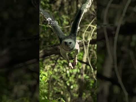 The Harpy Eagle is the Most Powerful Raptor 🦅!