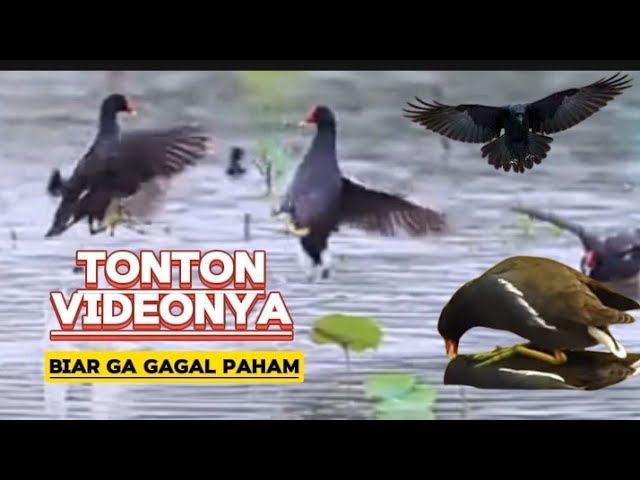 5 Burung Mandar Yang Di Lindungi Di Indonesia || Jangan Salah Tangkap! class=