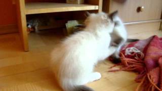 Crazy ragdoll kittens' fight over a toy chicken | Hodowla Kotów Rasowych Ragdoll by Marta Jakubowska 657 views 12 years ago 1 minute, 7 seconds