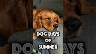 Dog Days of Summer : What does it mean #shorts Dog Days of Summer : What does it mean #shorts
