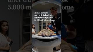 Rhossi the rare sea turtle is healing after traveling almost 5,000 miles from home @WashingtonPost