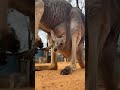 Baby kangaroo is peeking out of the pouch 🥰🦘 #animals #cuteanimals #shorts