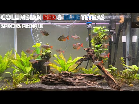 Video: Colombian tetra - fish care, suitable food