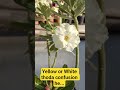 Yellow or White thoda confusion he #adeniumflowers #adeniumcare #adeniumlover #adeniumcare
