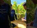 Consórcio de Milho com Braquiária: O Manejo que Protege o Solo