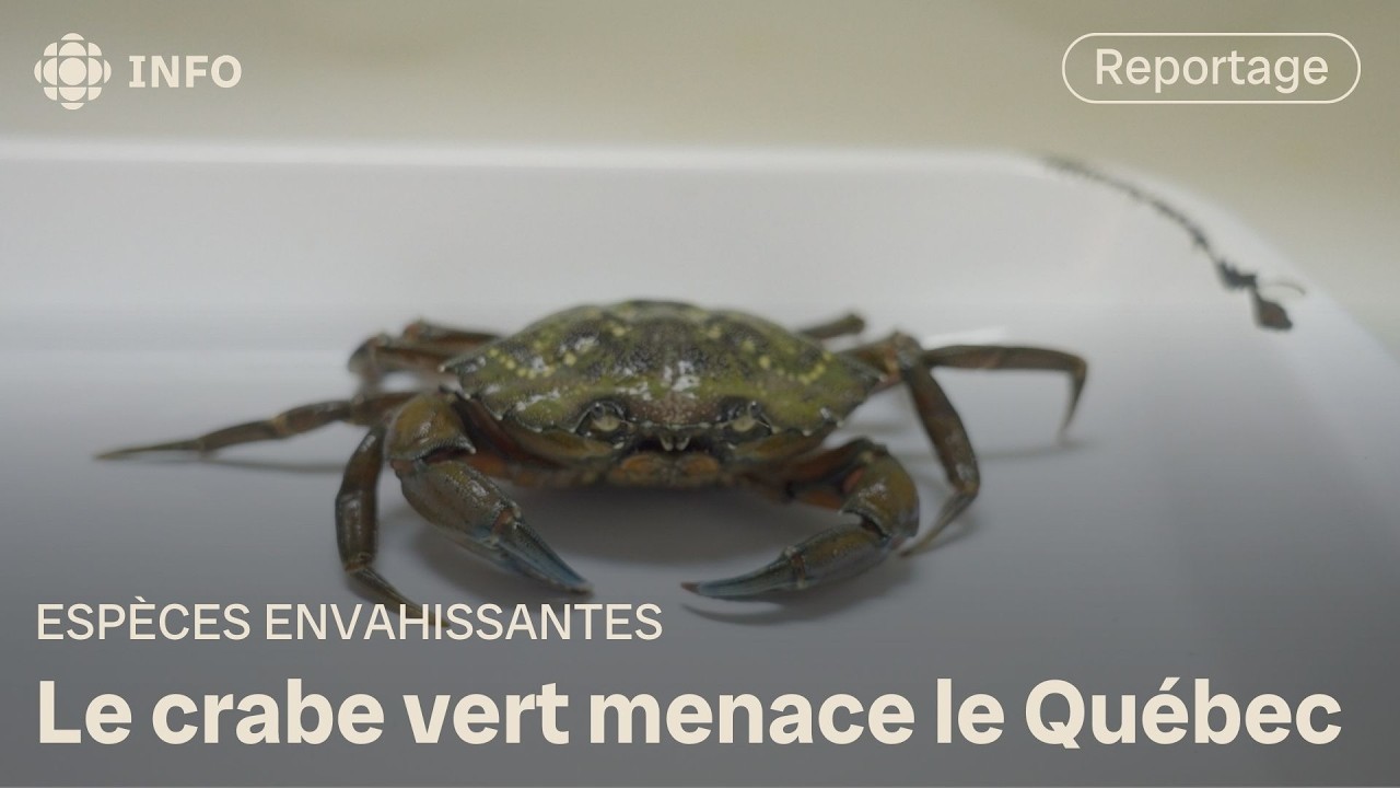 Le crabe vert: une espèce envahissante qui menace le Québec | La semaine verte