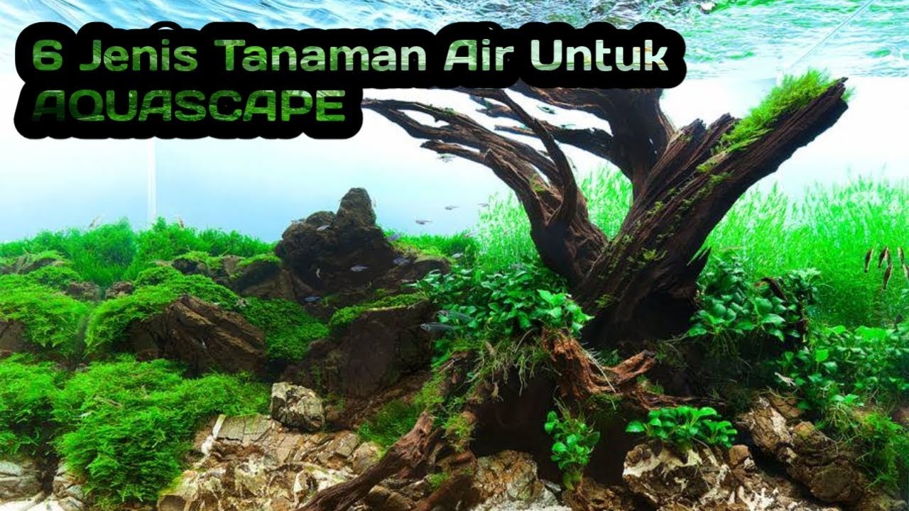 6 Jenis Tanaman Air  Yang Cocok Untuk  Aquascape  YouTube