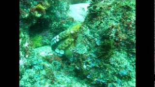 Attack Octopus vs Eel Shellharbour 22/1/11