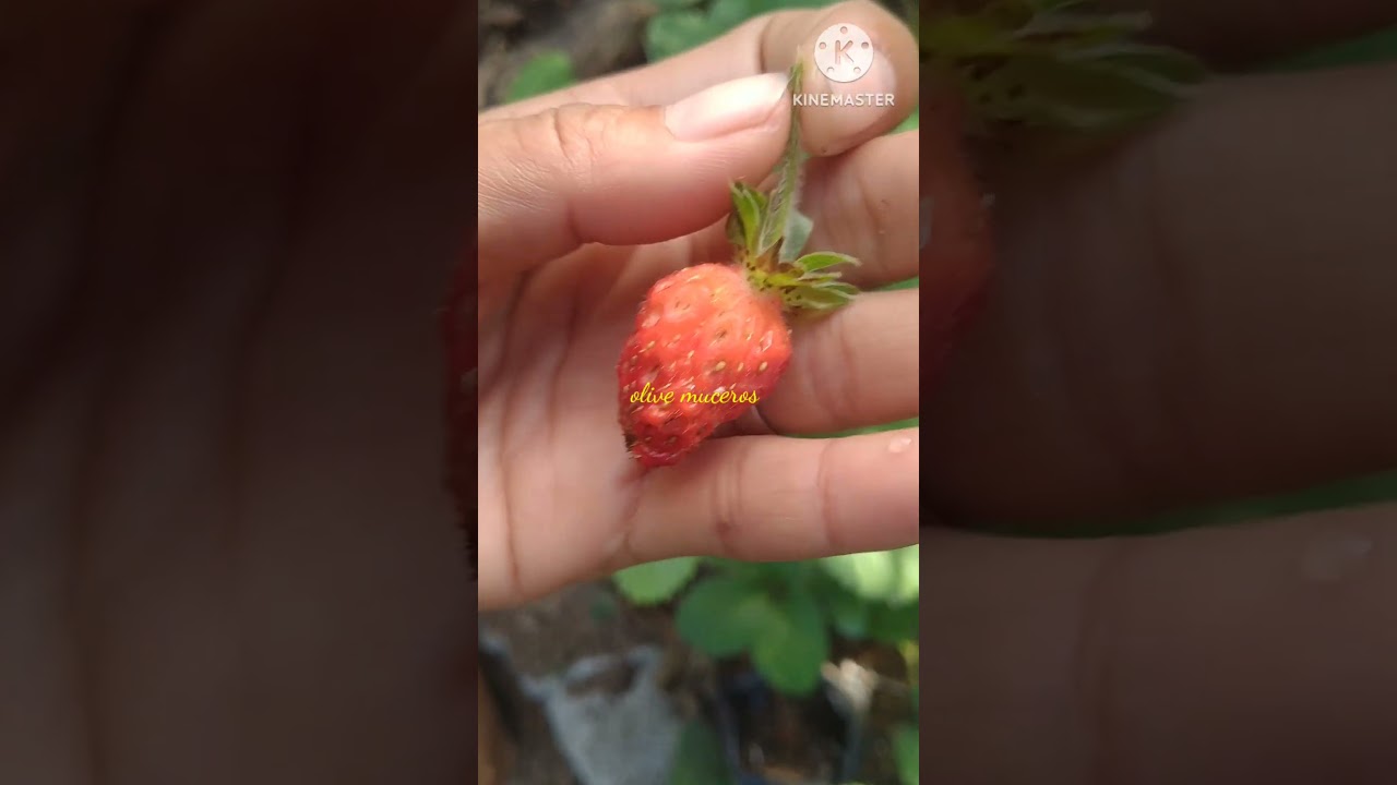 ripe strawberry 